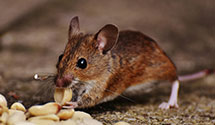 24 Hour & Emergency Exterminators in Highgate Ctr, VT